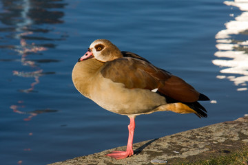 Sonnende Nilgans