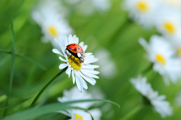 Fototapeta premium Marienkäfer 11.2