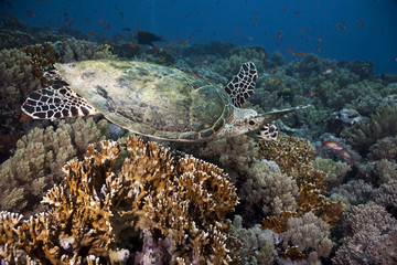 hawksbill turtle, coral and ocean
