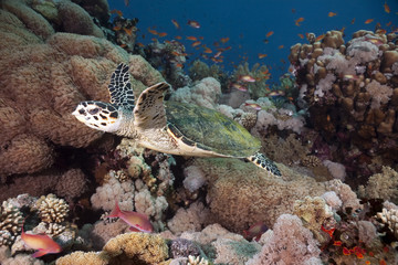 hawksbill turtle, coral and ocean