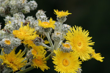 flror amarilla endemica islas canarias. primavera floración