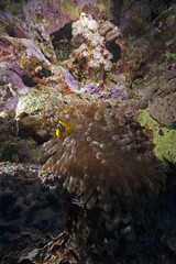 ocean, coral and fish