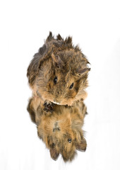 Who's that? Funny Cavia on the mirror