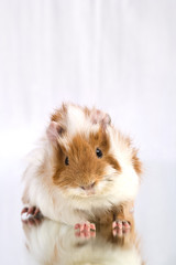 Little cavia child  posing on the glass background
