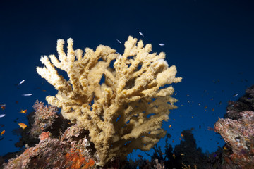 ocean, coral and fish