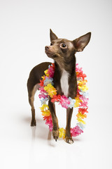 Picture of a funny curious toy terrier dog in havaii flower belt