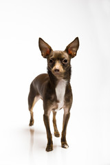 Picture of a funny curious toy terrier dog looking up. white bac