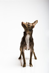 Picture of a funny curious toy terrier dog looking up. white bac