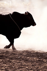 bull at rodeo with lasso - backlit against dust