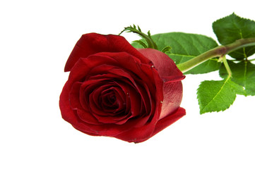 beautiful red rose on a white background