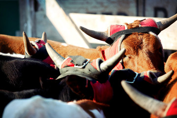 bulls at rodeo in pen