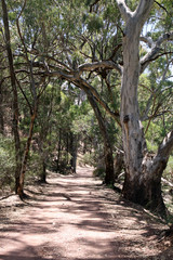Eucalyptus Trees. Australia