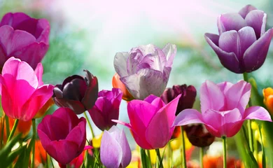 Poster de jardin Tulipe Belles fleurs printanières, tulipes