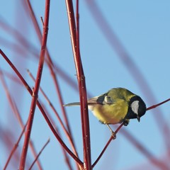 Kohlmeise auf einem Zweig
