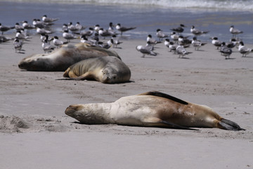 Seals at Seal Bay. Kangaroo Island. Australia