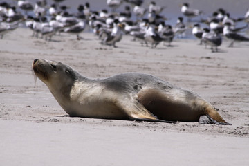 Australian Sea Lion. Kangaroo Island