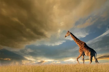 Papier Peint photo Girafe Girafe sur les plaines africaines