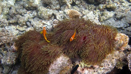 Two clown fish in brown anemone