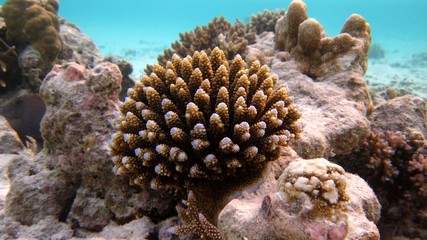 Maldivian coral reef 3