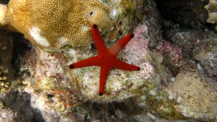 Red star fish on coral reef 2