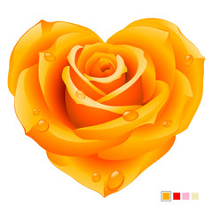 Orange Rose in the shape of heart