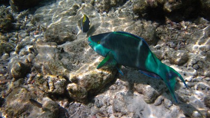 Parrot fish on coral reef 2