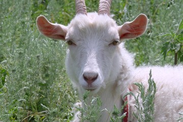 Goat. Portrait. © olgavolodina