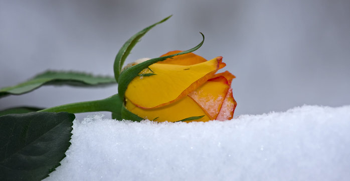 Rose auf Schnee