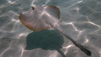 Flat fish flying above the sand