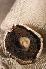 Portabello Mushroom