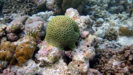 Maldivian coral reef 7