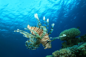 Lionfish (Pterois miles)