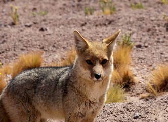 Fox andean