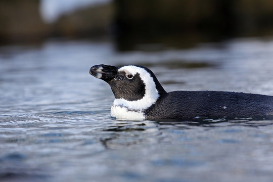 Zwergpinguin,dwarf penguin