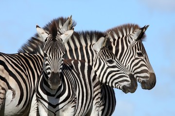 Fototapeta premium Zebra Group