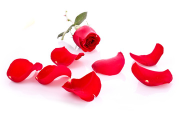 Red rose with fallen petals isolated on white