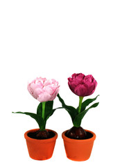 Obraz premium Blumentöpfe