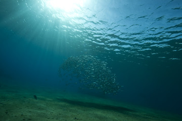 Fototapeta na wymiar striped mackerel and ocean