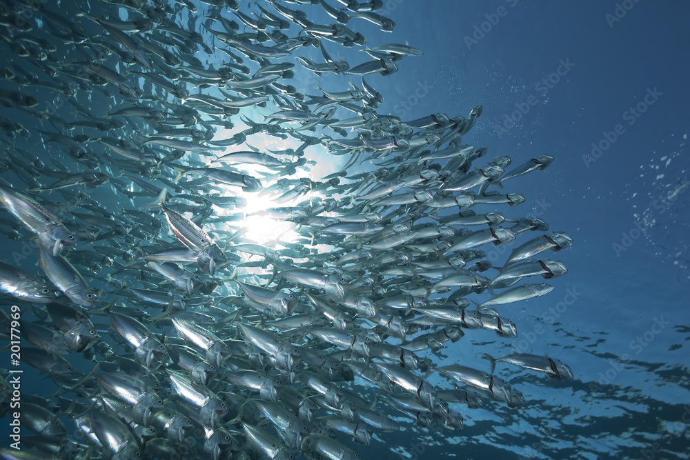 Wall mural striped mackere and ocean