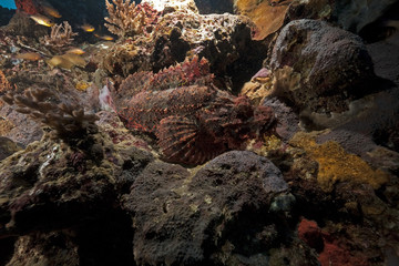 scorpionfish