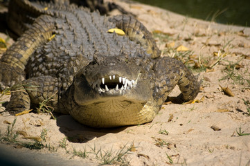 Fototapeta premium Snarling Crocodile