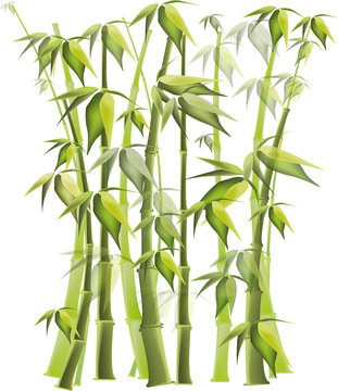 green vector bamboo forest on white background