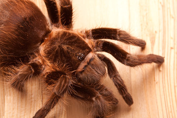 Tarantula