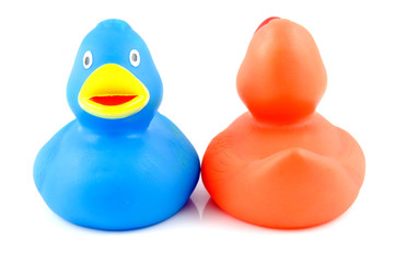 Two rubber ducks isolated on white background