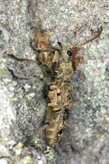 Long-horn beetle (Rhagium sycophanta) sitting on oak tree.