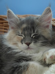 kicia © ANA2