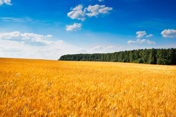 Yellow field of wheat near green forest under blue sky