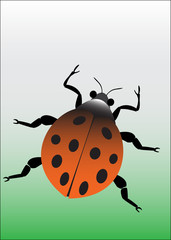 orange lady bug