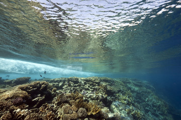 ocean, coral and fish