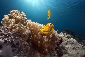 anemone and anemonefish